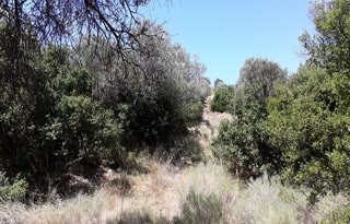 Οικόπεδο 5000 τ.μ.