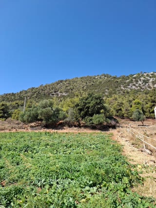 Αγροτεμάχιο 11500 τ.μ.