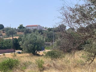 Αγροτεμάχιο 4050 τ.μ.