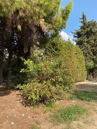 Αγροτεμάχιο 4300 τ.μ.