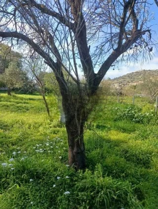 Οικόπεδο 1180τ.μ.