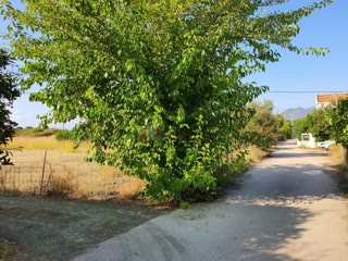 2500 τ.μ. Αγροτεμάχιο