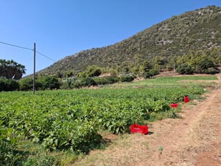 Αγροτεμάχιο 11500 τ.μ.