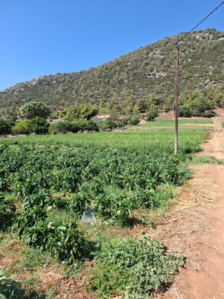 Αγροτεμάχιο 11500 τ.μ.