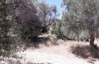 Οικόπεδο 5000 τ.μ.