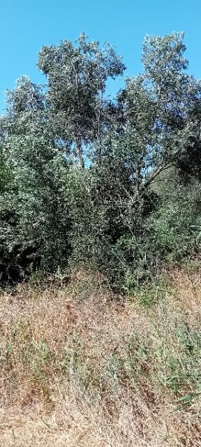 Οικόπεδο 718τ.μ.