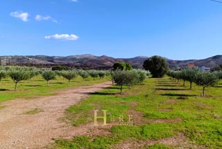 Αγροτεμάχιο 20000τ.μ.