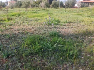 Οικόπεδο 1392 τ.μ.