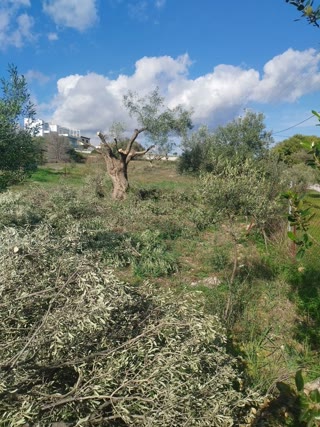 Αγροτεμάχιο 1005 τ.μ.
