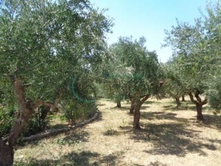 Οικόπεδο 4500 τ.μ.