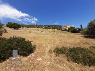 Οικόπεδο 10.000 τ.μ.