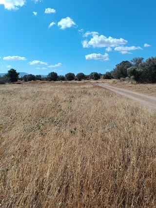 Αγροτεμάχιο 6000 τ.μ.