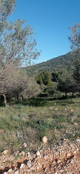 Αγροτεμάχιο 8723 τ.μ.