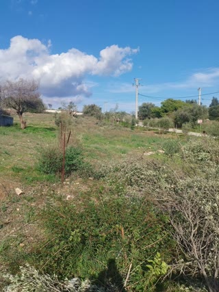 Αγροτεμάχιο 1005 τ.μ.