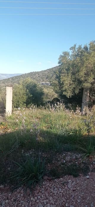Αγροτεμάχιο 8723 τ.μ.