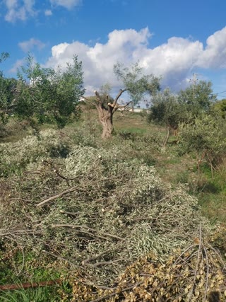 Αγροτεμάχιο 1005 τ.μ.