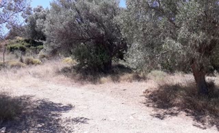 Οικόπεδο 5000 τ.μ.