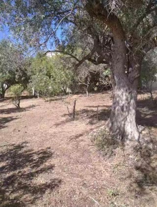 Οικόπεδο 780τ.μ.