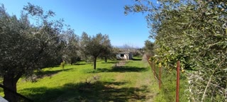 Οικόπεδο 6000 τ.μ.