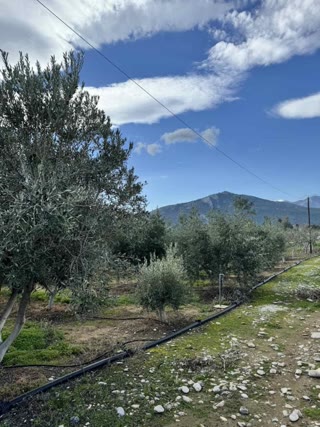 Αγροτεμάχιο 5023 τ.μ.