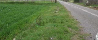 Αγροτεμάχιο 4300 τ.μ.