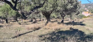 9000 τ.μ. Αγροτεμάχιο