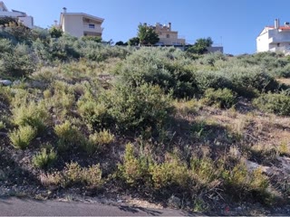 Οικόπεδο 1161 τ.μ.