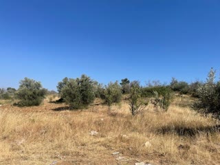 Αγροτεμάχιο 10000τ.μ.