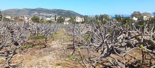 Οικόπεδο 250τ.μ.