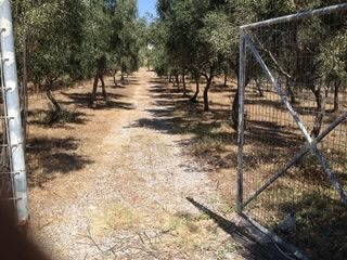 Αγροτεμάχιο 1380 τ.μ.