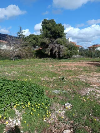 Οικόπεδο 720 τ.μ.