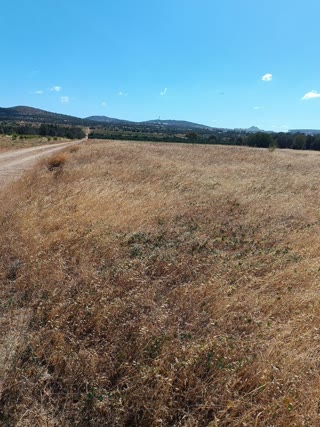 Αγροτεμάχιο 6000 τ.μ.