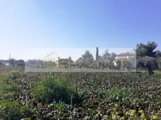 Αγροτεμάχιο 1090 τ.μ.