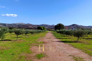 Αγροτεμάχιο 20000τ.μ.