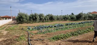 Αγροτεμάχιο 5000 τ.μ.