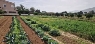 Αγροτεμάχιο 5000 τ.μ.