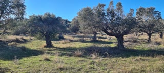 9000 τ.μ. Αγροτεμάχιο