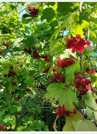 Продаж ділянки в Салтівських садах