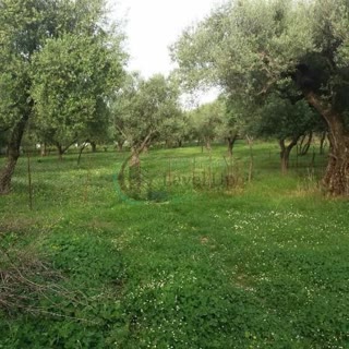 Οικόπεδο 4500 τ.μ.