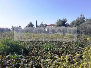 Αγροτεμάχιο 1090 τ.μ.
