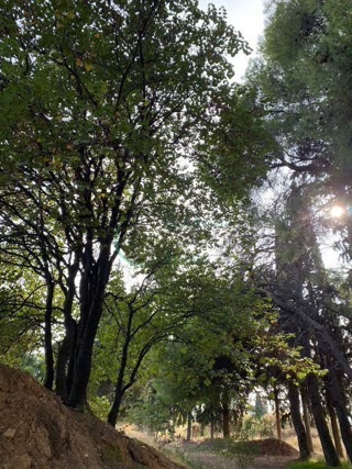 Αγροτεμάχιο 4300 τ.μ.