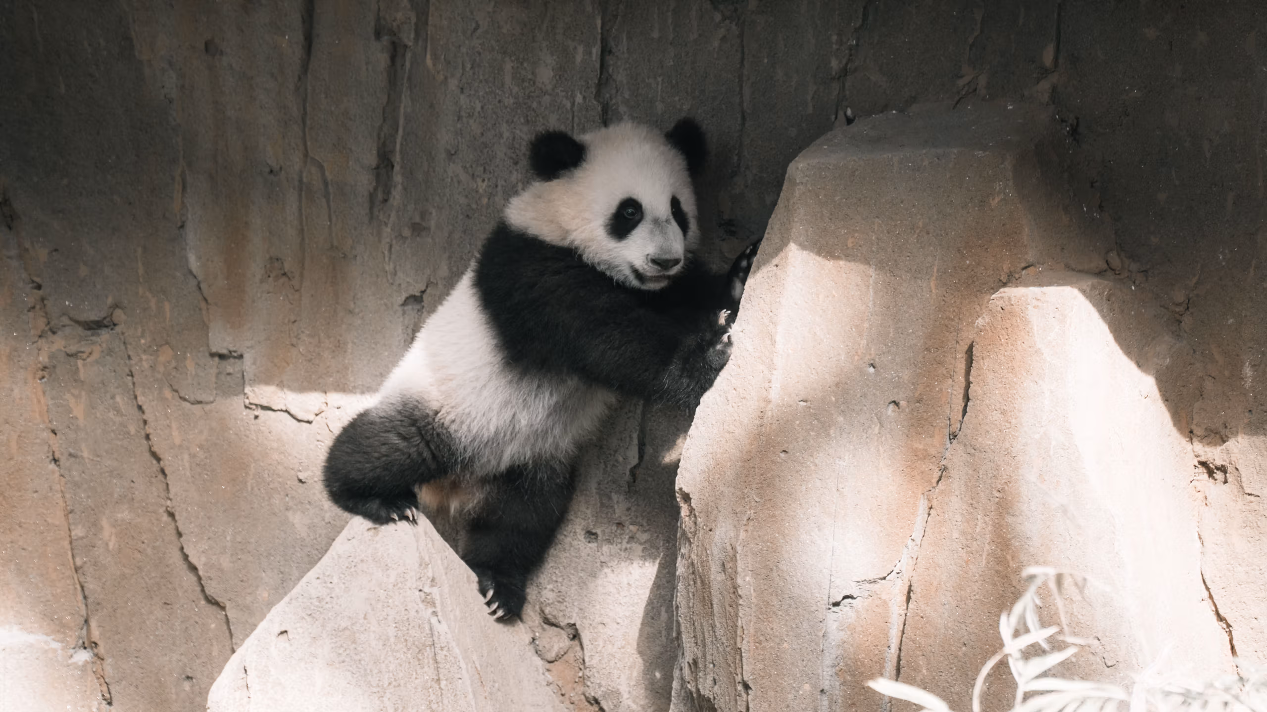 The Arithmetic of Extinction and the Logic of Capital