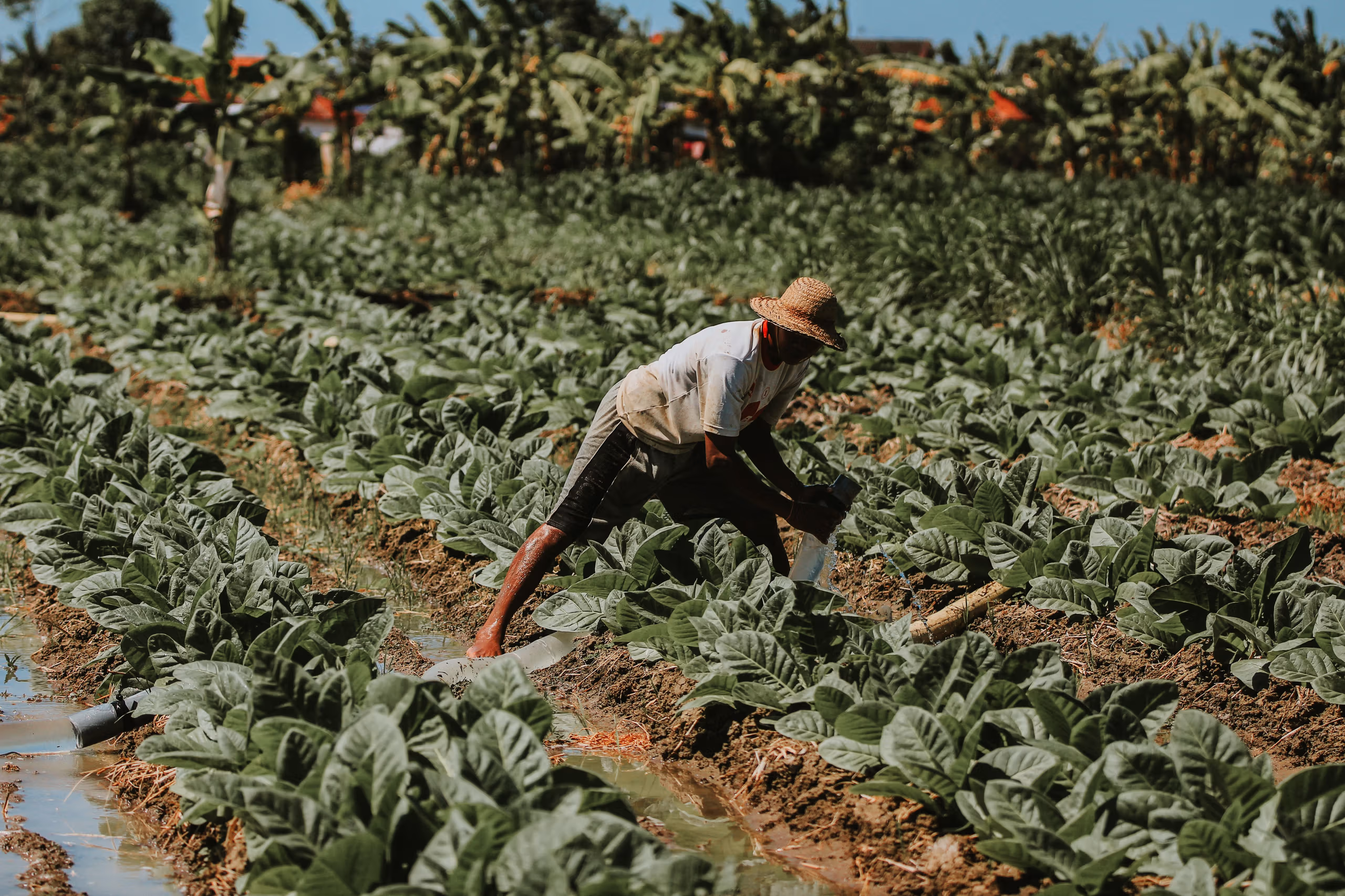 The Subsidy Harvest