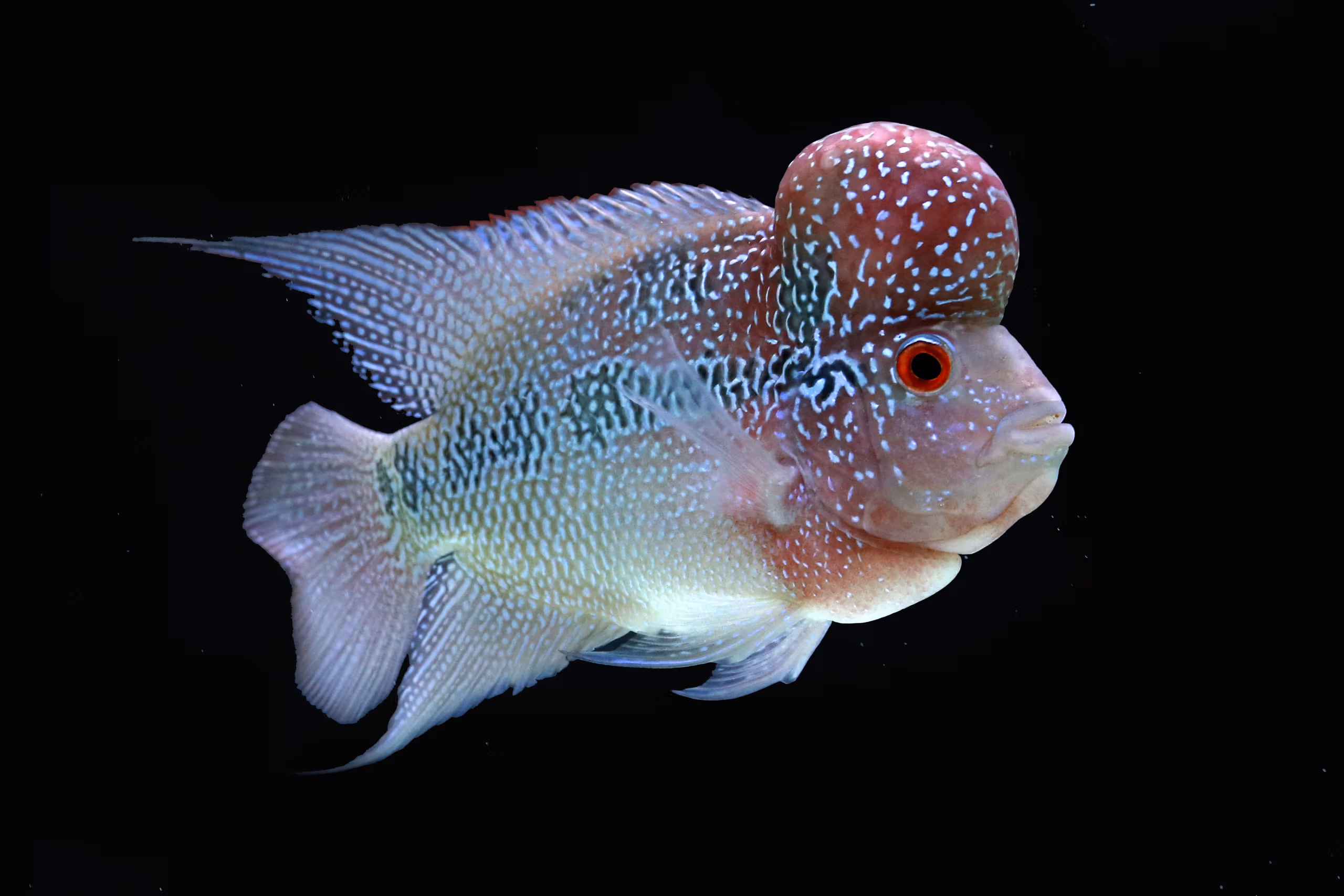 When a hobby fish becomes a lake resident