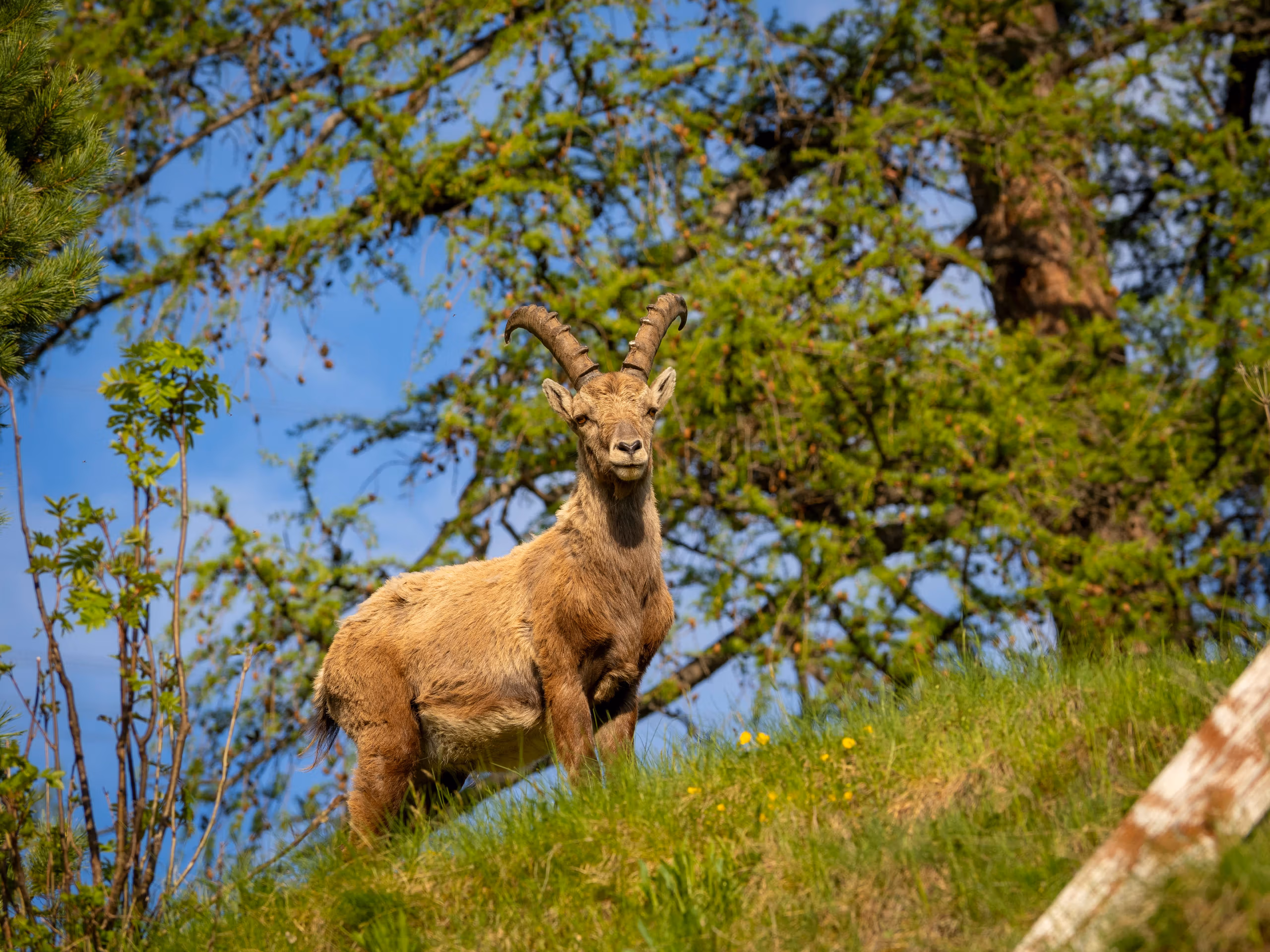 The Price of Compassion: Swiss Vets Demand State Pay for Rescued Wildlife