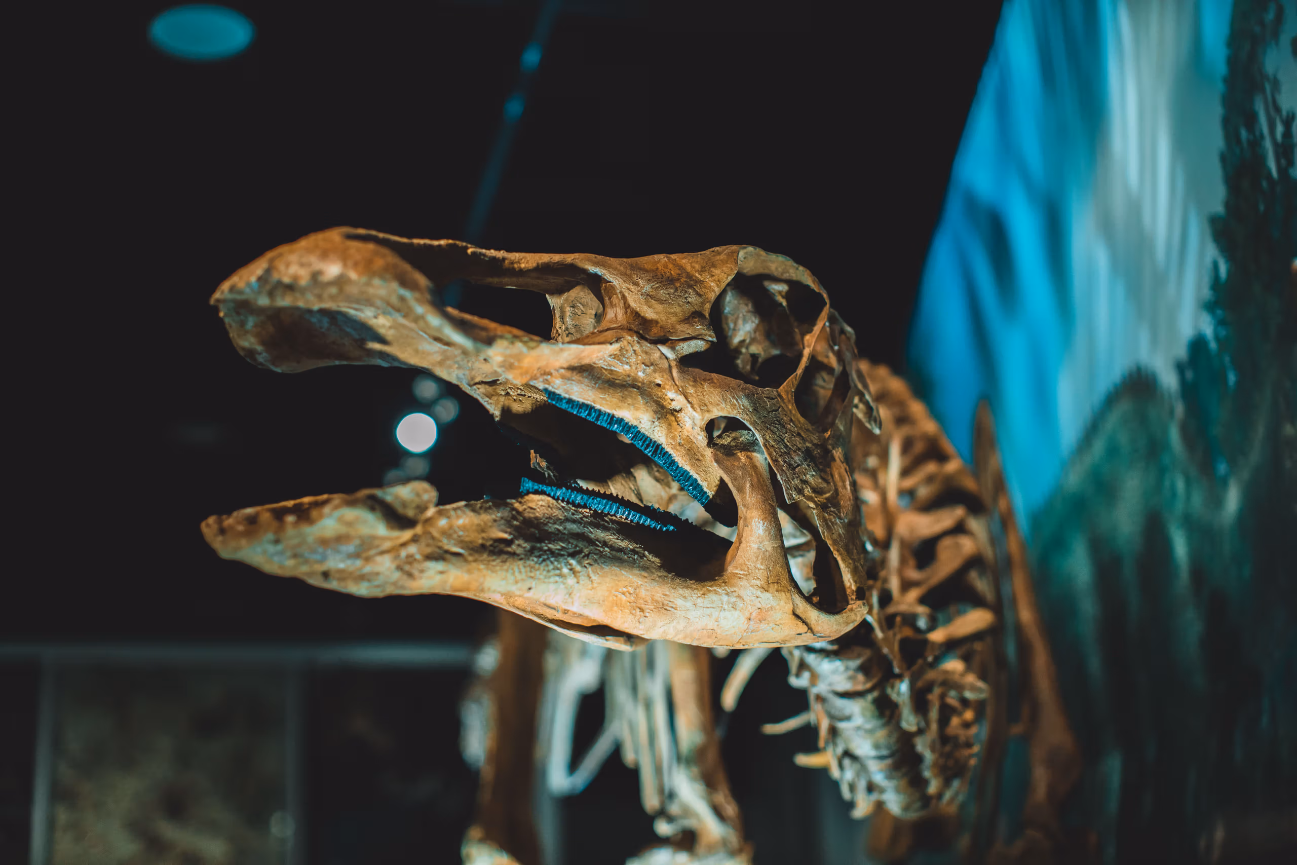 Billionaires, Bones, and the Free Market: Why a $30 Million T. Rex Belongs on the Auction Block