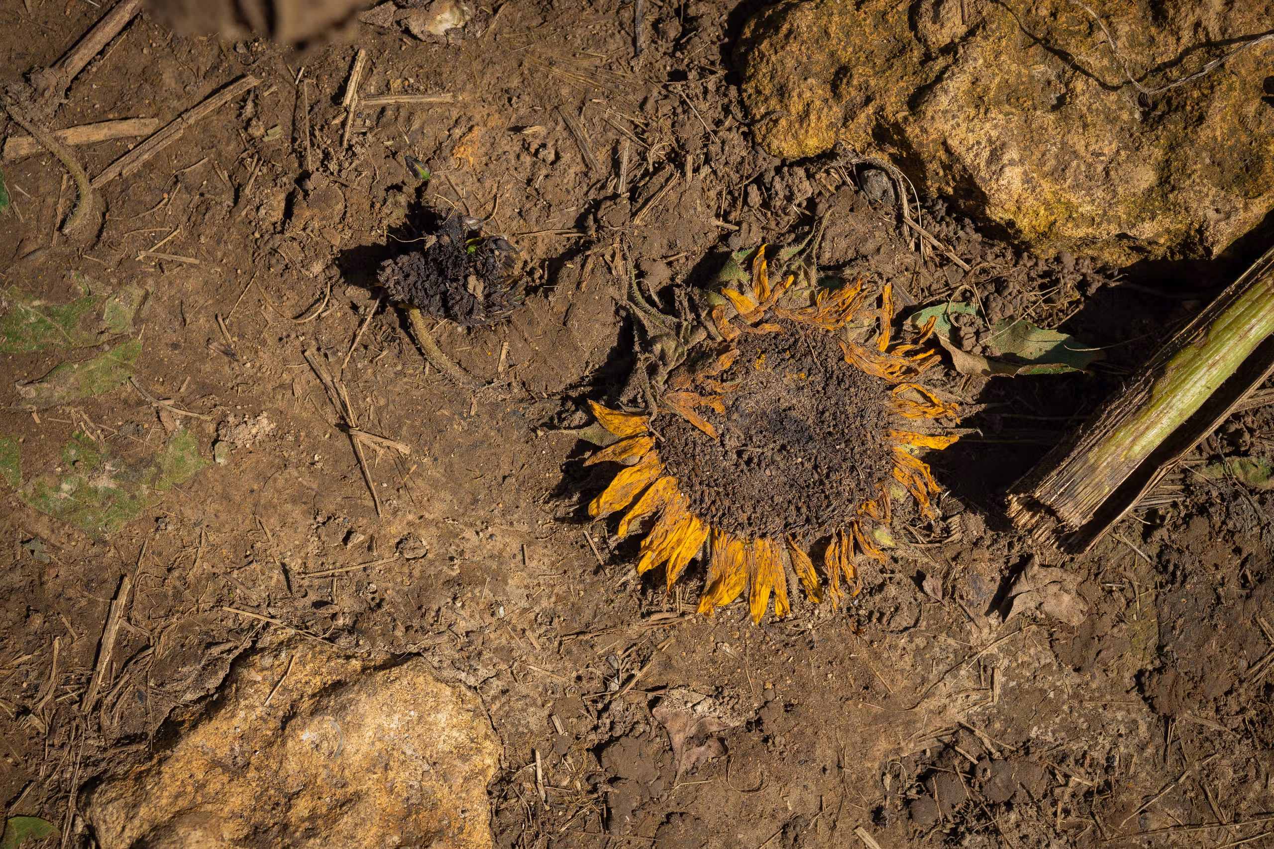 When the Grass Dries Up, Ideology Melts Away