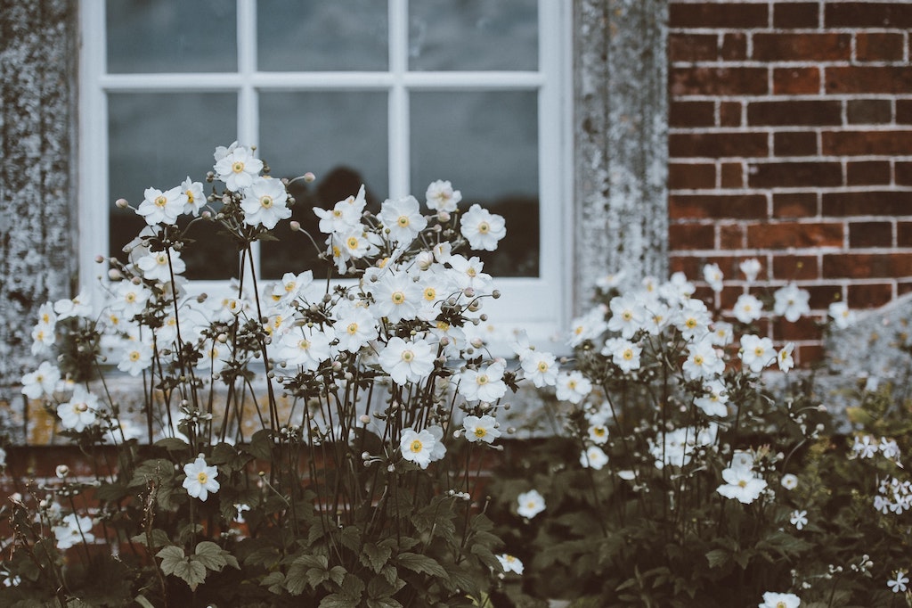 Annie Spratt Unsplash photography flowers