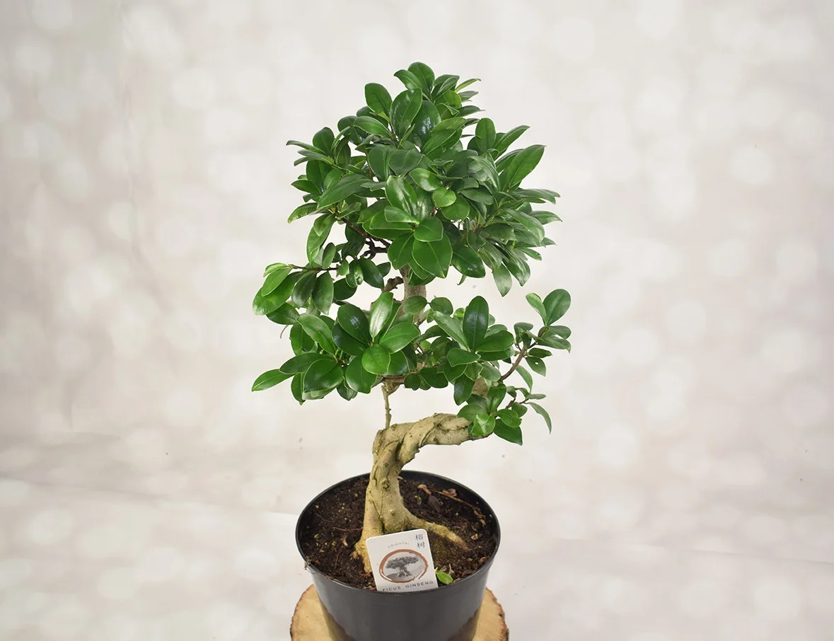 Plantă "Ginseng Bonsai"