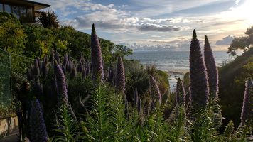 Picture of Newport Beach